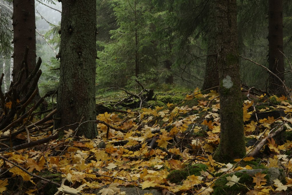 Bovik