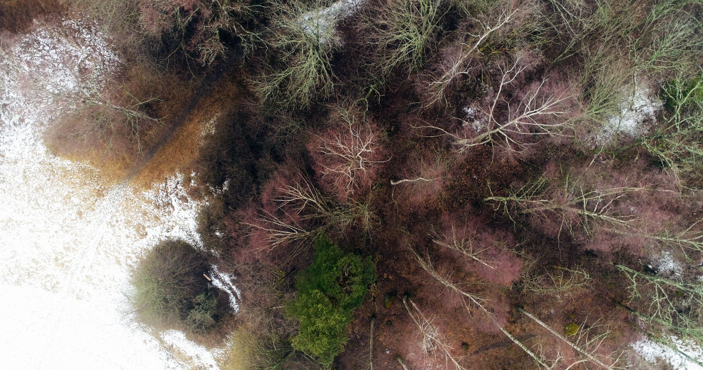 Lilljanskogen