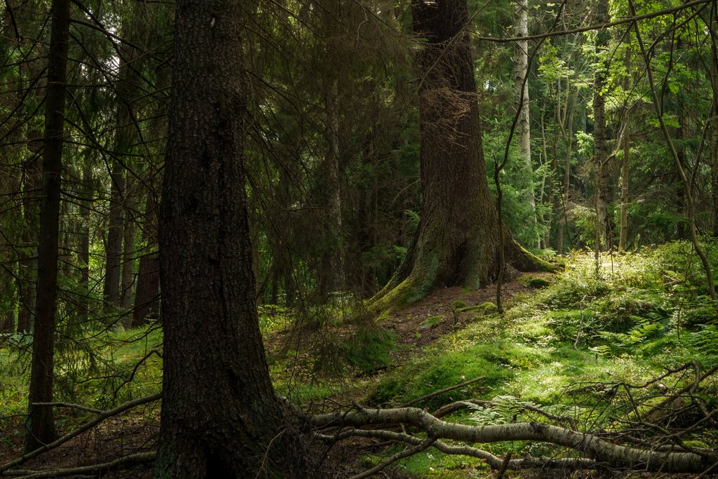 Trollskog i innerstaden