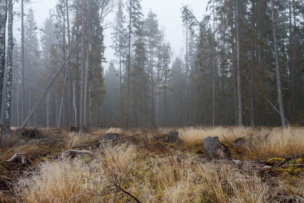 Skog